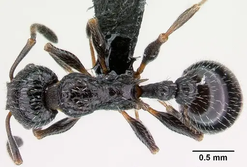 Temnothorax rottenbergii specimen CASENT0010031 image casent0010031_1