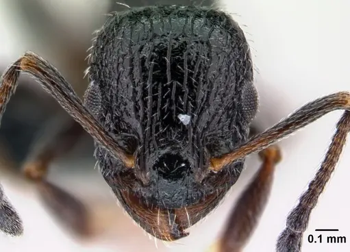 Temnothorax rottenbergii specimen CASENT0010031 image casent0010031_2