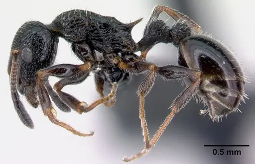 Temnothorax rottenbergii specimen CASENT0010031 image casent0010031_3