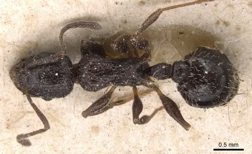 Temnothorax rottenbergii specimen CASENT0904731 image casent0904731_1