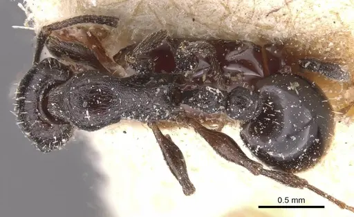 Temnothorax rottenbergii specimen CASENT0912988 image casent0912988_1