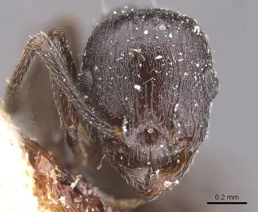 Temnothorax rottenbergii specimen CASENT0912988 image casent0912988_2