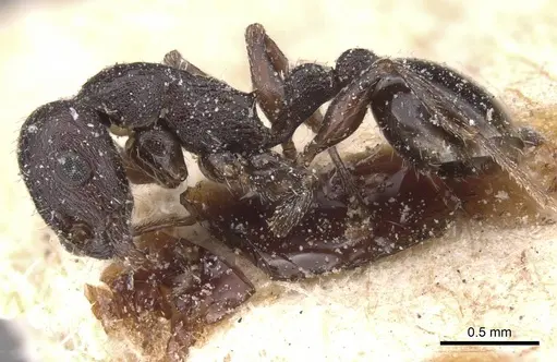 Temnothorax rottenbergii specimen CASENT0912988 image casent0912988_3