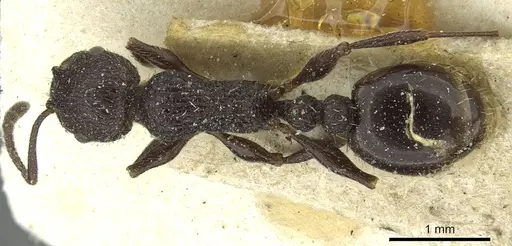 Temnothorax rottenbergii specimen CASENT0912989 image casent0912989_1