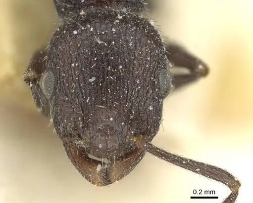 Temnothorax rottenbergii specimen CASENT0912989 image casent0912989_2