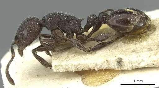 Temnothorax rottenbergii specimen CASENT0912989 image casent0912989_3