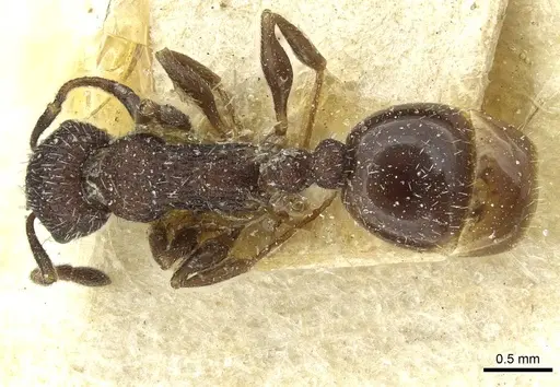 Temnothorax rottenbergii specimen CASENT0912990 image casent0912990_1