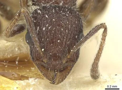 Temnothorax rottenbergii specimen CASENT0912990 image casent0912990_2
