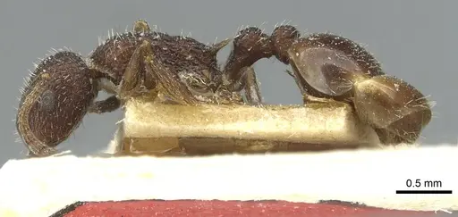 Temnothorax rottenbergii specimen CASENT0912990 image casent0912990_3