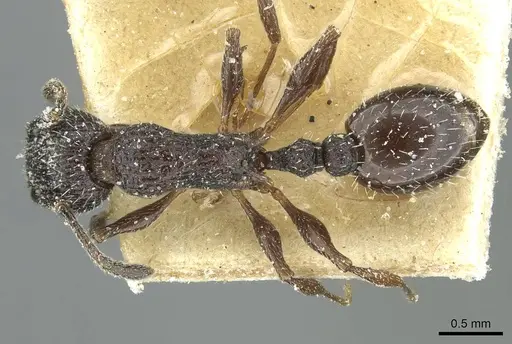 Temnothorax rottenbergii specimen CASENT0912991 image casent0912991_1