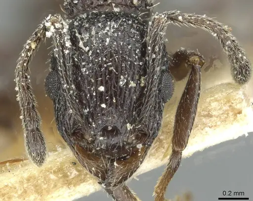 Temnothorax rottenbergii specimen CASENT0912991 image casent0912991_2