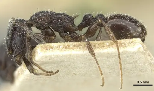 Temnothorax rottenbergii specimen CASENT0912991 image casent0912991_3