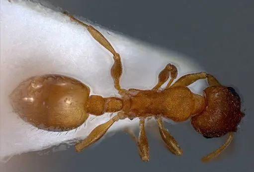 Temnothorax rougeti specimen ANTWEB1008445 image antweb1008445_1