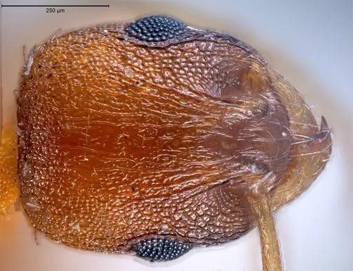 Temnothorax rougeti specimen ANTWEB1008445 image antweb1008445_3