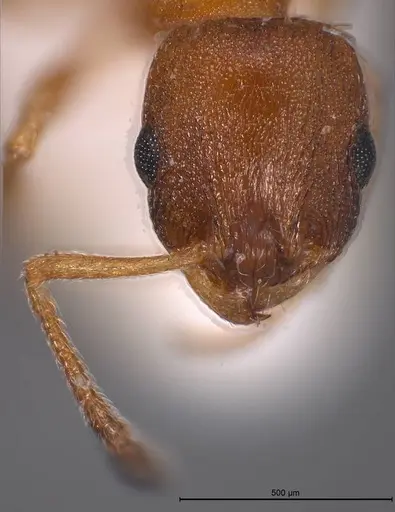 Temnothorax rougeti specimen ANTWEB1008445 image antweb1008445_4
