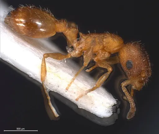 Temnothorax rougeti specimen ANTWEB1008445 image antweb1008445_5