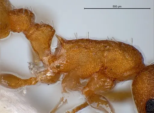 Temnothorax rougeti specimen ANTWEB1008445 image antweb1008445_6