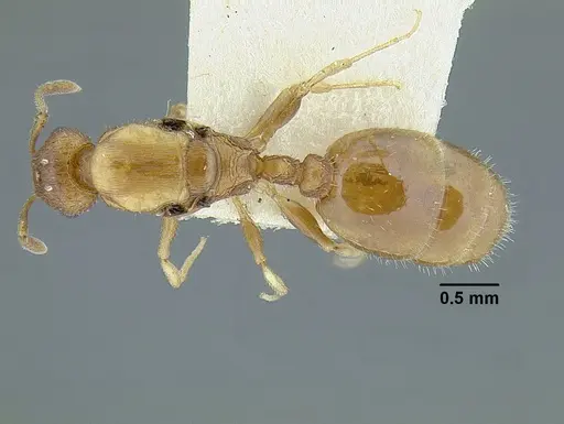 Temnothorax rugosus specimen LACMENT323259 image lacment323259_1