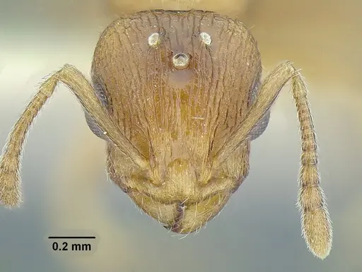 Temnothorax rugosus specimen LACMENT323259 image lacment323259_2