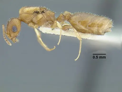 Temnothorax rugosus specimen LACMENT323259 image lacment323259_3
