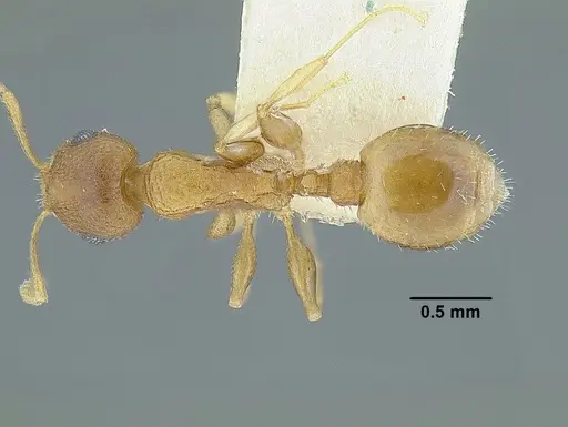 Temnothorax rugosus specimen LACMENT323260 image lacment323260_1