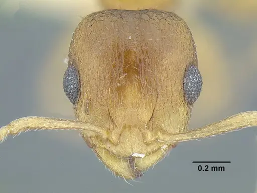 Temnothorax rugosus specimen LACMENT323260 image lacment323260_2