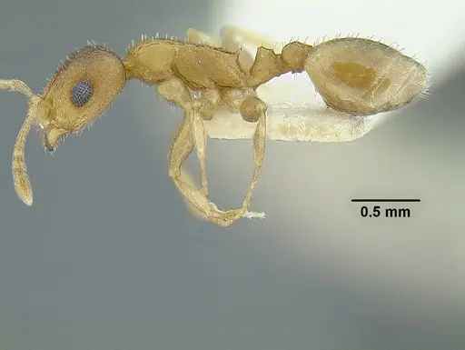 Temnothorax rugosus specimen LACMENT323260 image lacment323260_3