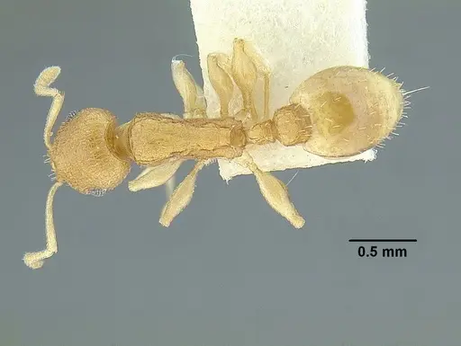 Temnothorax rugosus specimen LACMENT323296 image lacment323296_1
