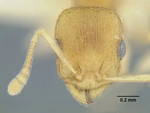 Temnothorax rugosus specimen LACMENT323296 image lacment323296_2