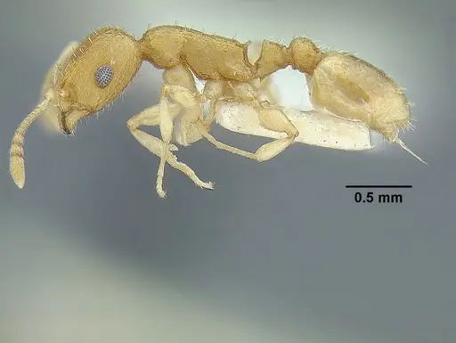 Temnothorax rugosus specimen LACMENT323296 image lacment323296_3