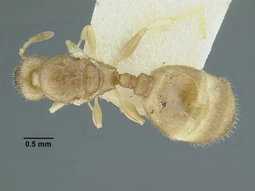 Temnothorax rugosus specimen LACMENT323337 image lacment323337_1