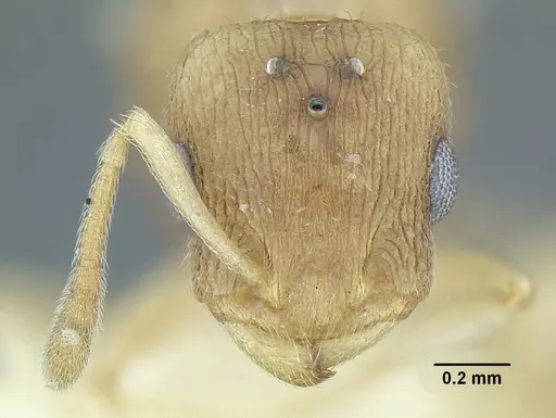 Temnothorax rugosus specimen LACMENT323337 image lacment323337_2