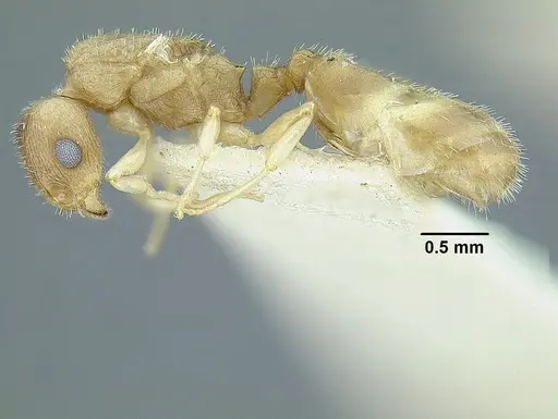 Temnothorax rugosus specimen LACMENT323337 image lacment323337_3