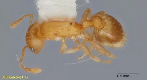 Temnothorax rugosus specimen UTEPENTO5451 image utepento5451_1