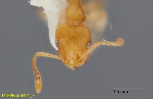 Temnothorax rugosus specimen UTEPENTO5451 image utepento5451_2