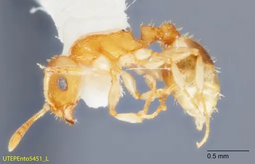 Temnothorax rugosus specimen UTEPENTO5451 image utepento5451_3
