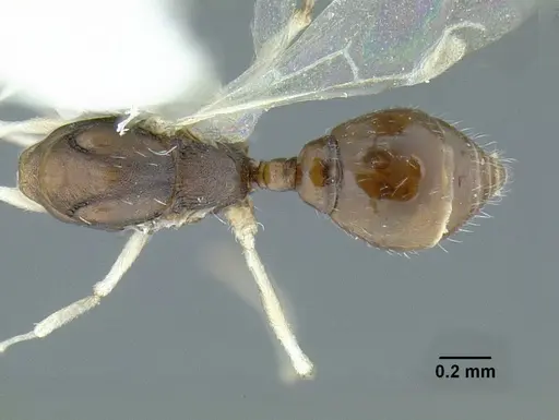 Temnothorax rutabulafer specimen CASENT0756085 image casent0756085_1