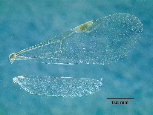 Temnothorax rutabulafer specimen CASENT0756085 image casent0756085_2