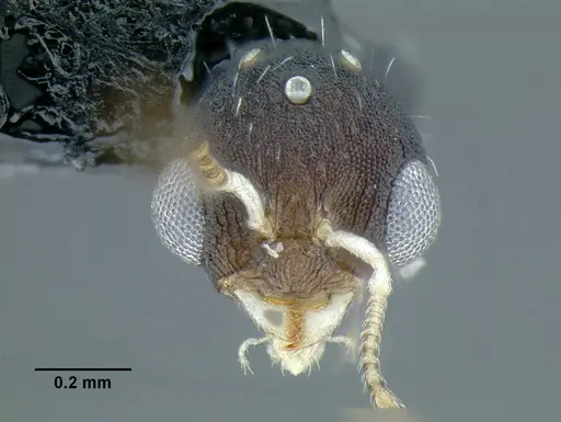 Temnothorax rutabulafer specimen CASENT0756085 image casent0756085_3