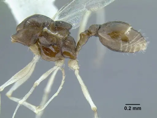 Temnothorax rutabulafer specimen CASENT0756085 image casent0756085_4