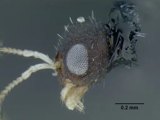 Temnothorax rutabulafer specimen CASENT0756085 image casent0756085_5