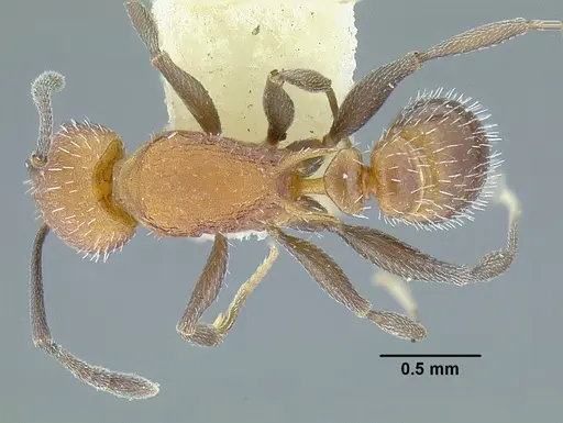 Temnothorax rutabulafer specimen CASENT0758266 image casent0758266_1