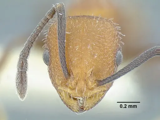 Temnothorax rutabulafer specimen CASENT0758266 image casent0758266_2