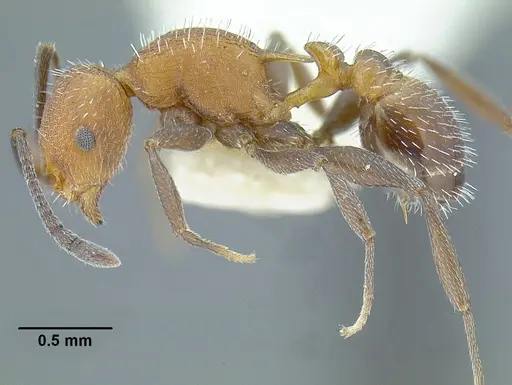 Temnothorax rutabulafer specimen CASENT0758266 image casent0758266_3