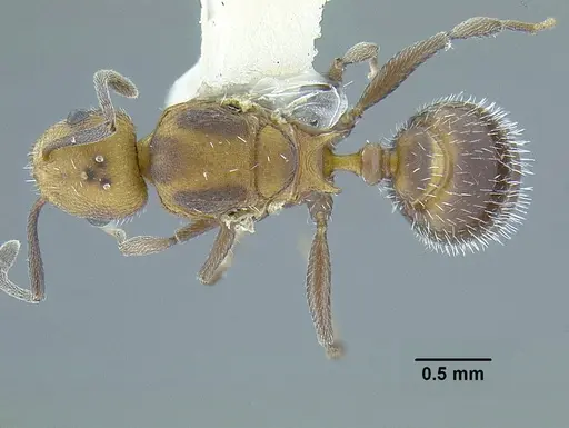 Temnothorax rutabulafer specimen CASENT0758831 image casent0758831_1