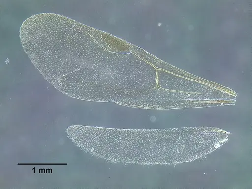 Temnothorax rutabulafer specimen CASENT0758831 image casent0758831_2