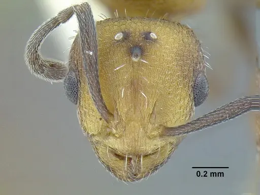 Temnothorax rutabulafer specimen CASENT0758831 image casent0758831_3