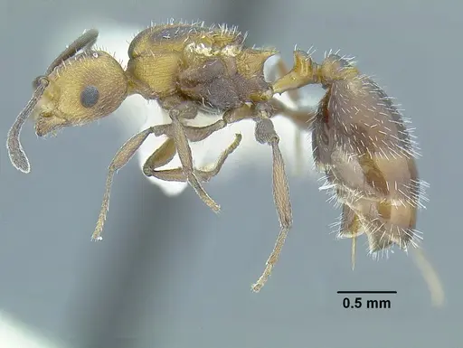 Temnothorax rutabulafer specimen CASENT0758831 image casent0758831_4