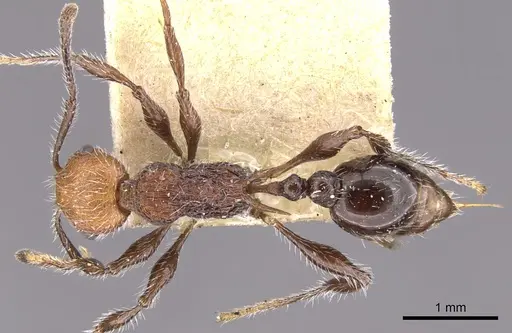 Temnothorax sallei specimen CASENT0901797 image casent0901797_1