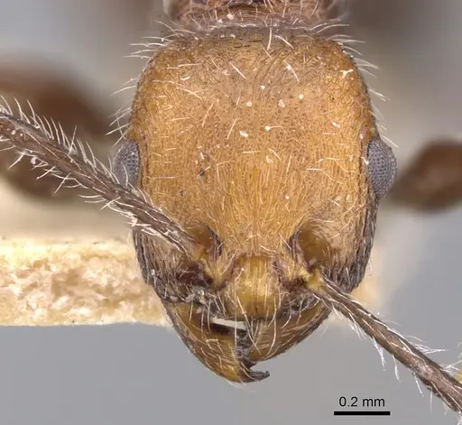 Temnothorax sallei specimen CASENT0901797 image casent0901797_2